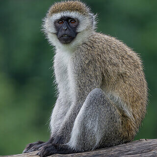 Lake Naivasha - Vervet monkey